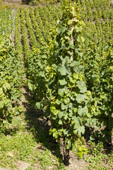 The rows of vineyard on a slope of hill