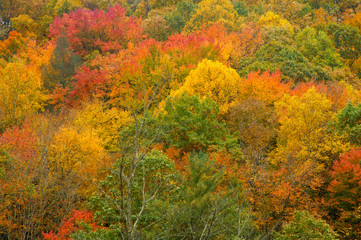 Autumn Leaves at the Sinks, Smoky Mountains, TN, USA