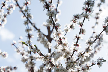 Blooming white sakura. Macro photo of beautiful flowers and sprigs of cherry wood.