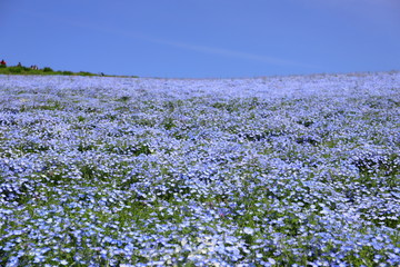 青いじゅうたんのような日本の美しいネモフィラ畑