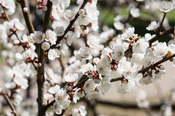 Blooming white sakura. Macro photo of beautiful flowers and sprigs of cherry wood.