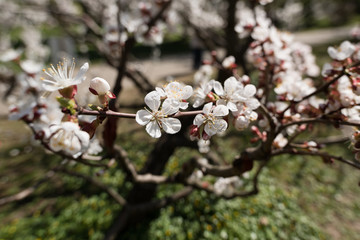Blooming white sakura. Macro photo of beautiful flowers and sprigs of cherry wood.