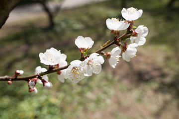 Blooming white sakura. Macro photo of beautiful flowers and sprigs of cherry wood.