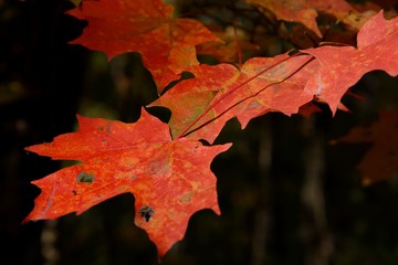 Red Maple Leaves in sunshine