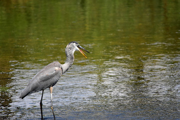 Great Blue Heron Wading