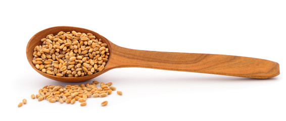 Wheat seeds in scoop.