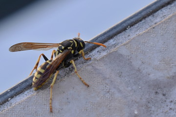 Abelhão