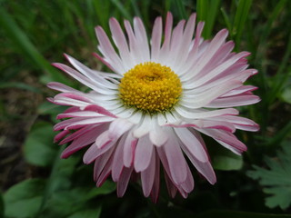 Obraz premium Garden