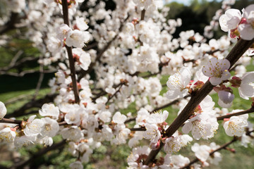 Obraz premium Blooming white sakura. Macro photo of beautiful flowers and sprigs of cherry wood.