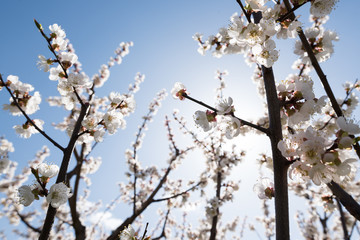 Blooming white sakura. Macro photo of beautiful flowers and sprigs of cherry wood.