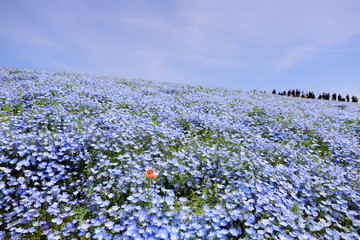 青いじゅうたんのような日本の美しいネモフィラ畑