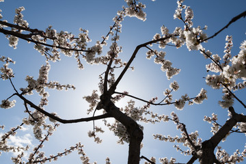 Blooming white sakura. Macro photo of beautiful flowers and sprigs of cherry wood.