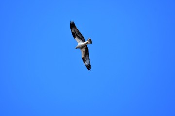 An osprey is looking for the fish in the sky. Burnaby lake    BC