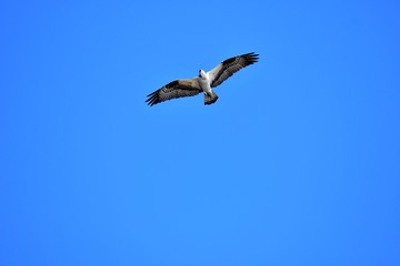 Fototapeta na wymiar An osprey is looking for the fish in the sky. Burnaby lake BC