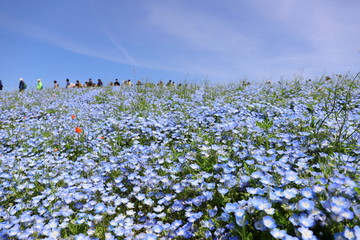 青いじゅうたんのような日本の美しいネモフィラ畑