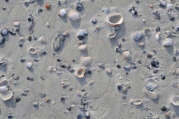 Seashells at Hunting Island, NC USA at Sunrise