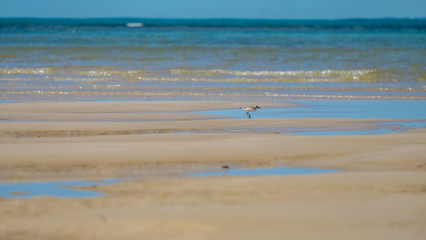 phuket beach lines of the ocean and lonely birds