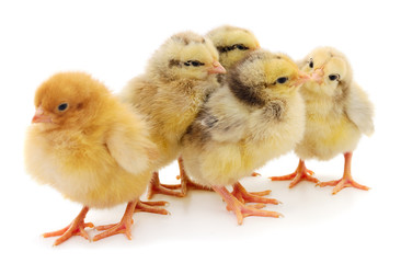 Five yellow chickens.