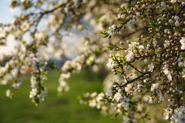 spring flowering of the plum tree, sunlight, blurred background