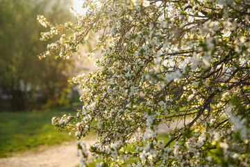 spring flowering of the plum tree, sunlight, blurred background