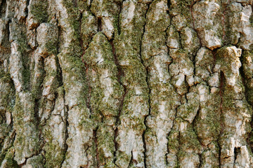 texture of wood and moss, tree/  wooden background