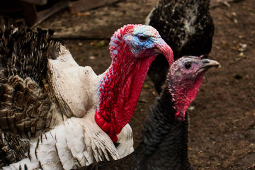 turkeys on a farm on a farm , serious turkey