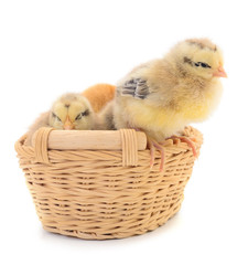 Four yellow chickens in basket.