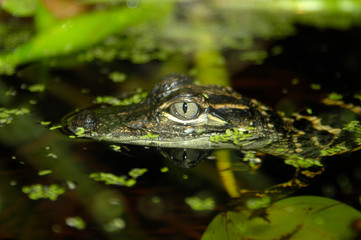 Baby Alligator at the Zoo
