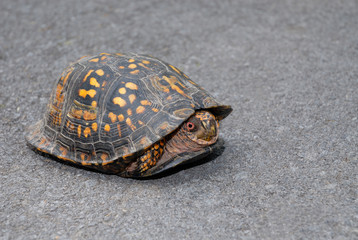 Coming out of your shell (Turtle)