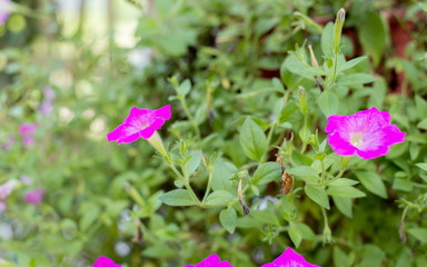 flowers in the garden