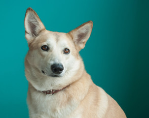 Layka husky dog. Detailed portrait on a blau background, cute dog brown-white.