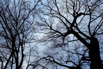 Silhouette of Trees in Winter Time.
