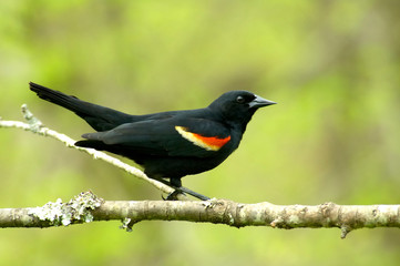 Red Wing Blackbird - Agelaius Phoeniceus