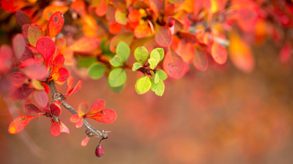 Bright barberry in the fall