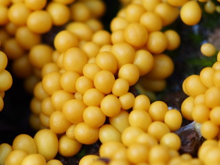 Egg-shell Slime Mould (Leocarpus fragilis)