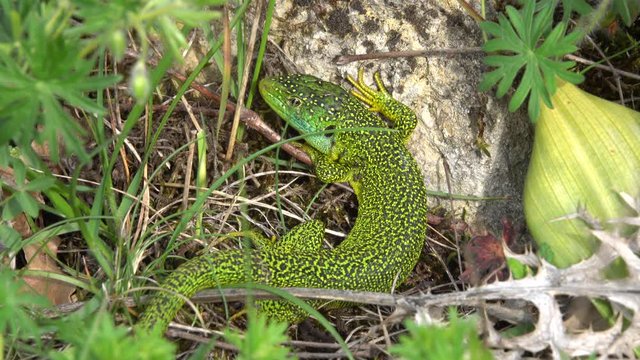 Westliche Smaragdeidechse&nbsp;(Lacerta bilineata)