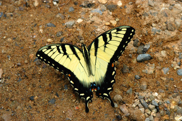 Male Eastern Tiger Swallowtail Butterfly - Papilio Glaucus
