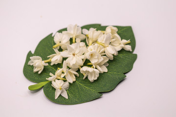 Close up selective focus Jasmine flowers on green leave isolate on white background.