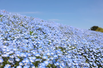 青いじゅうたんのような日本の美しいネモフィラ畑
