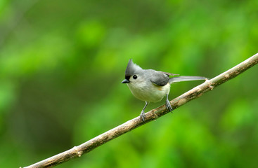 Tufted Titmouse (Parus bicolor) on a branch