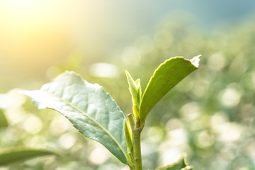 longjing tea garden in west lake