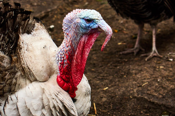 turkeys on a farm on a farm , serious turkey