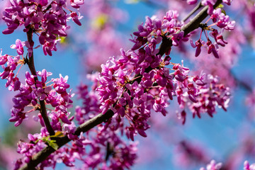 Close-up of purple blossom of Eastern Redbud, or Eastern Redbud Cercis canadensis in spring sunny garden. Purple inflorescences against clean blue sky. Selective focus. Nature concept for design