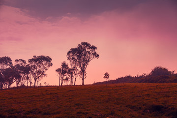 Fototapeta na wymiar Eucalyptus grove on the horizon in early morning