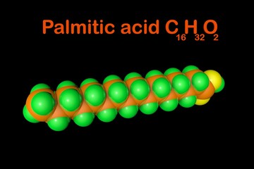 Structural chemical formula and molecular model of palmitic acid (palm oil), the most common saturated fatty acid. Scientific background. 3d illustration