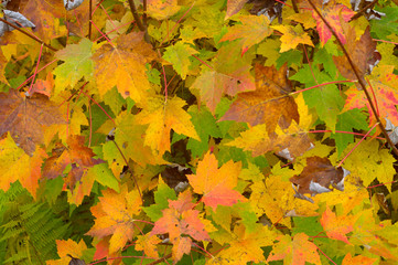 Colorful Autumn Leaves