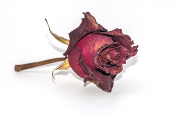 Old dried red rose isolated against a white background.Lifeless rose flower on white.