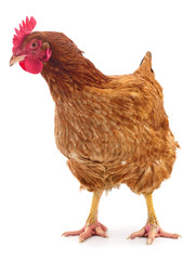 Brown hen isolated.