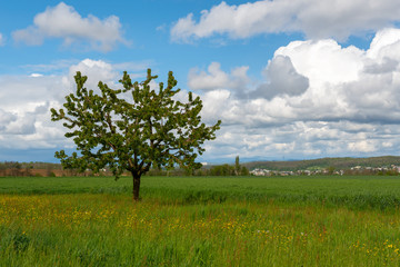 Fototapeta na wymiar Grüner Baum auf dem grünen Feld mit schönes idyllischer Landschaft