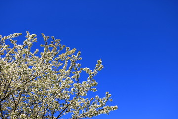 Cherry blossoms in spring under a blue sky.